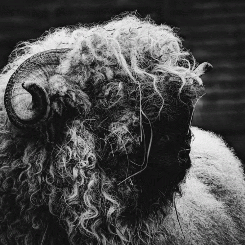 Enslaved Angel : The Shepherd